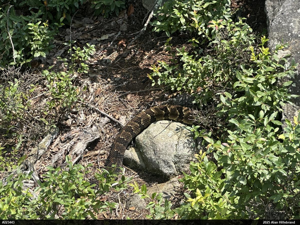 Timber Rattlesnake