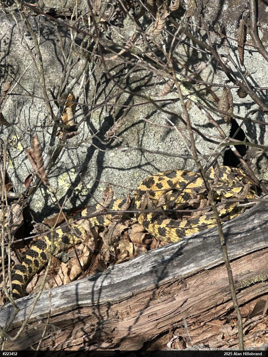 Eastern Hog-nosed Snake