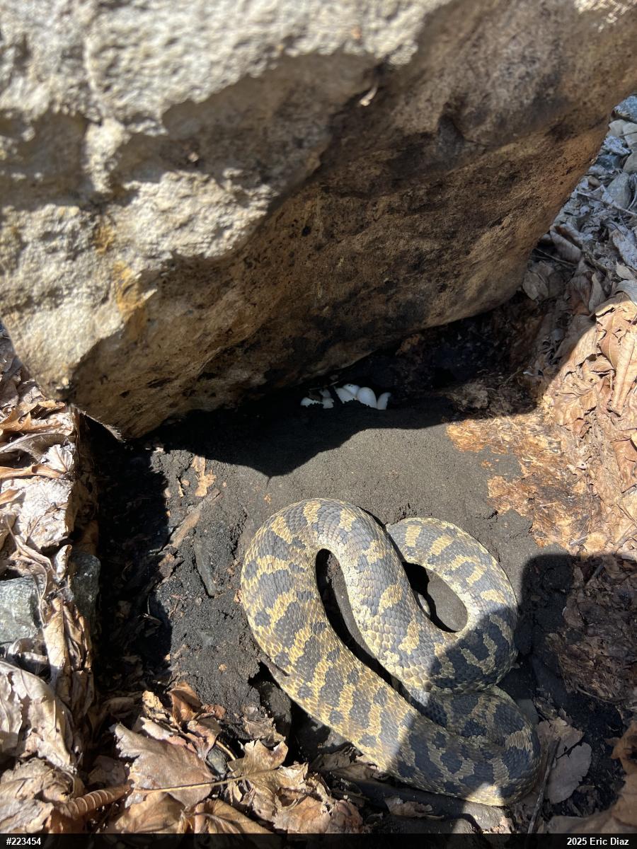 Eastern Hog-nosed Snake