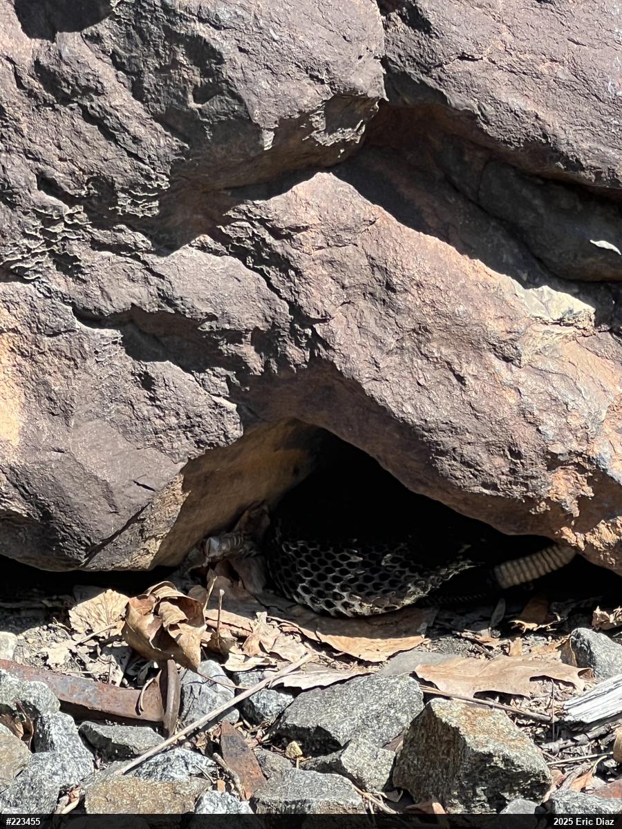 Timber Rattlesnake