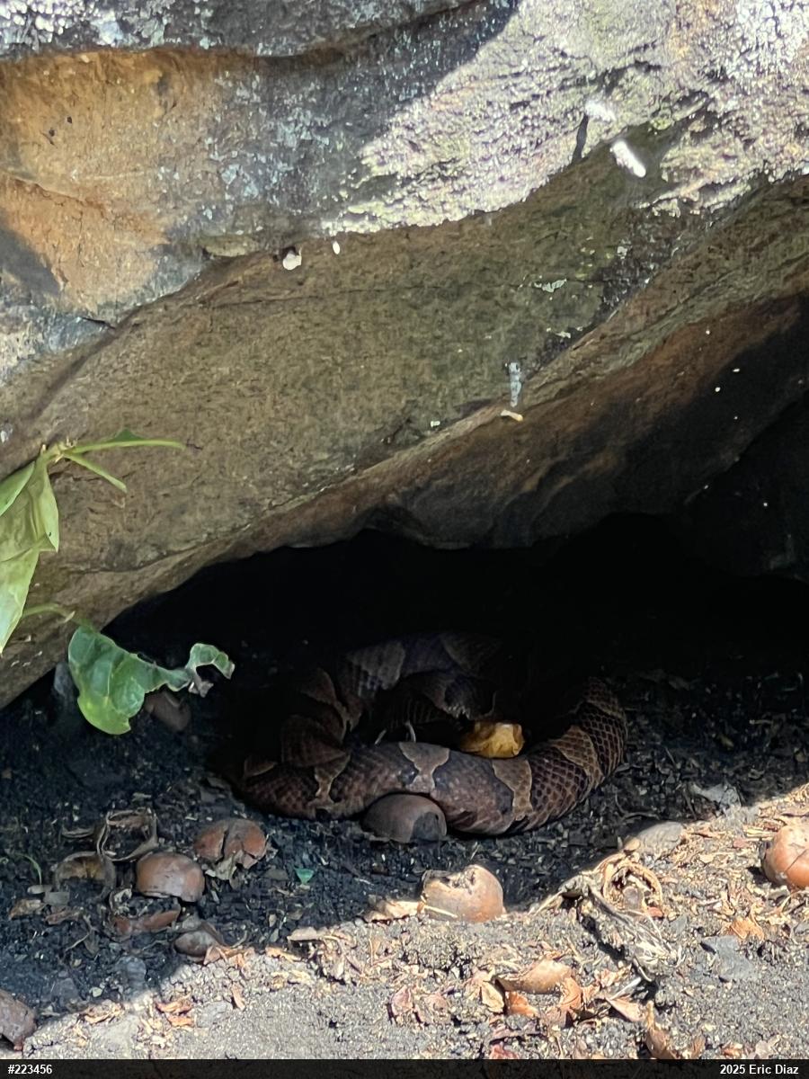 Northern Copperhead