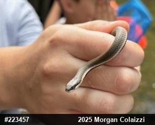 Queensnake