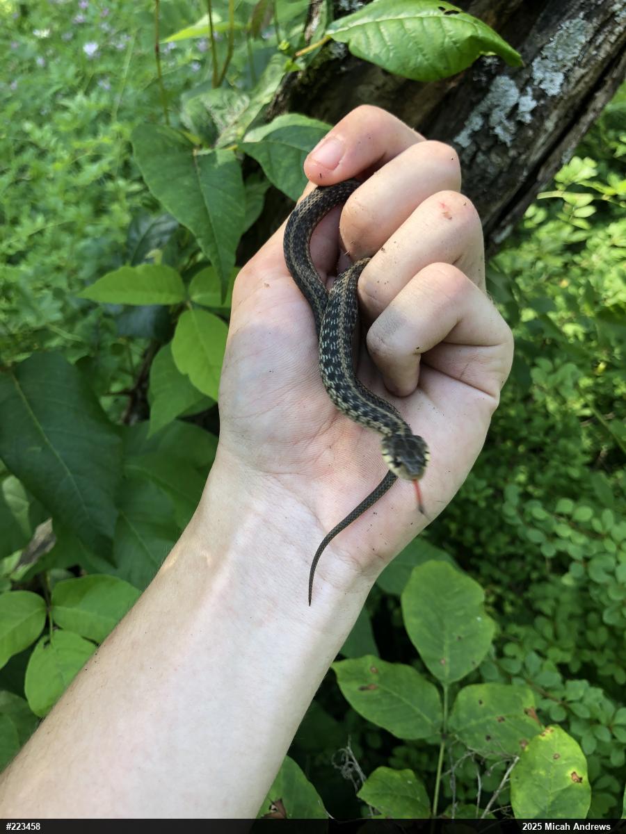 Eastern Gartersnake