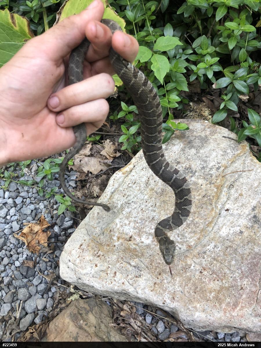 Northern Watersnake