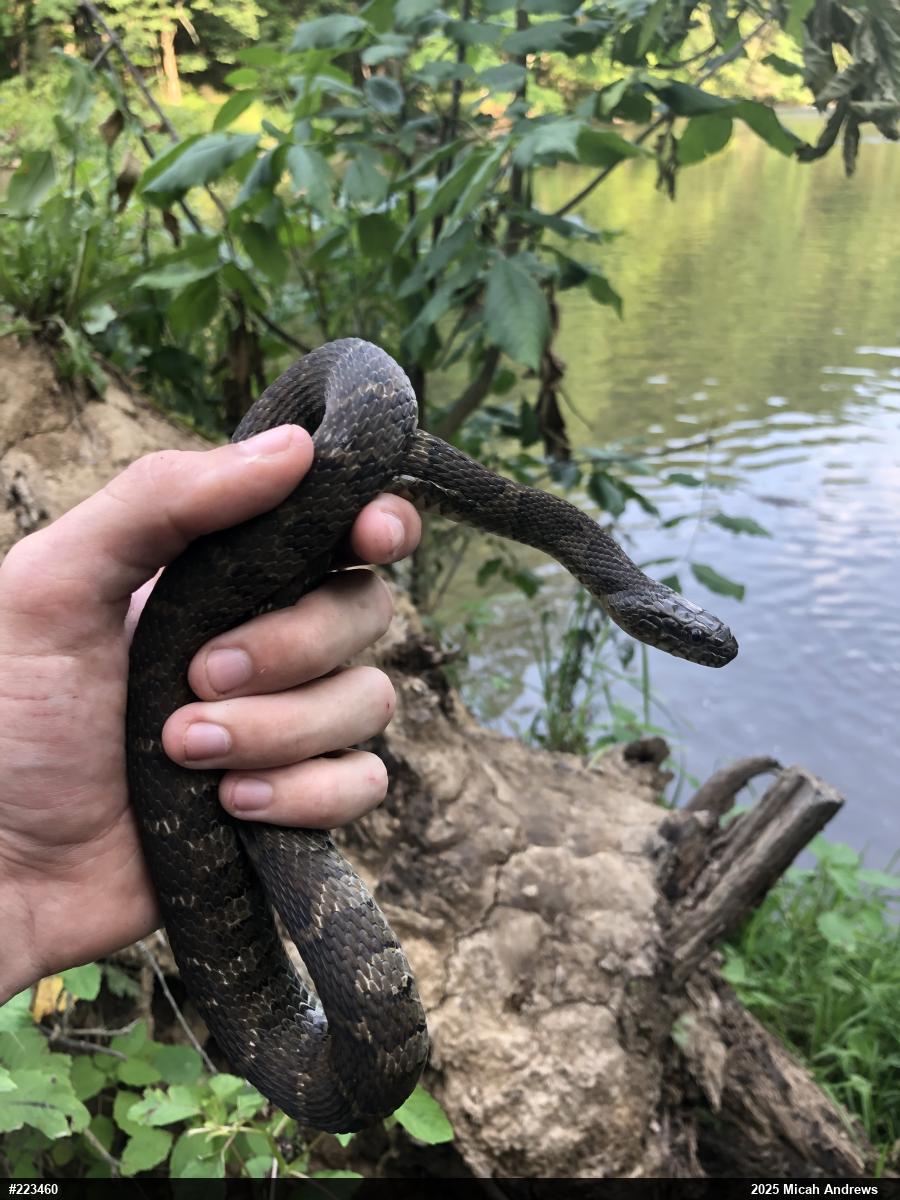 Northern Watersnake