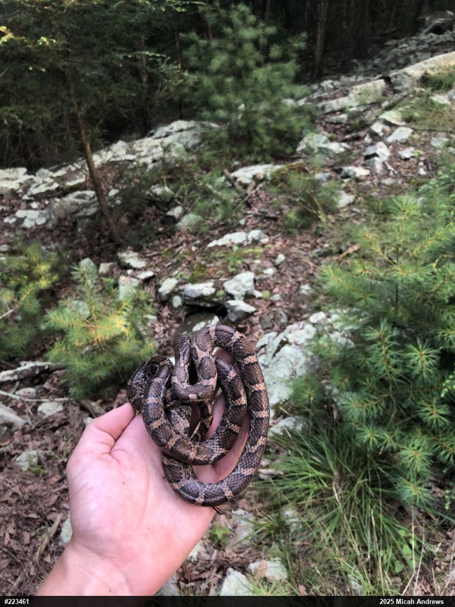 Eastern Milksnake