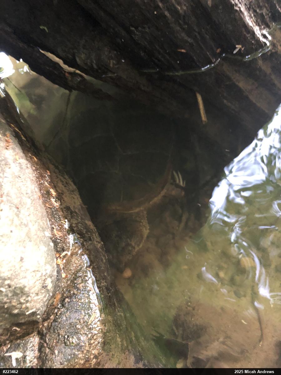 Snapping Turtle