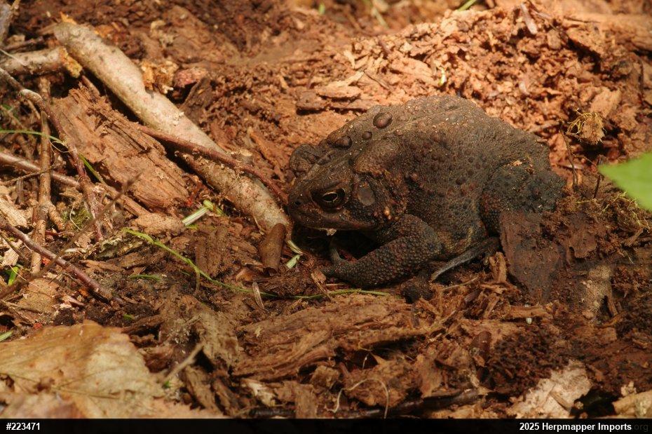 Eastern American Toad