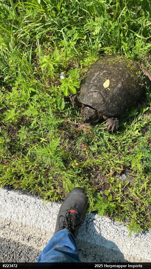 Snapping Turtle