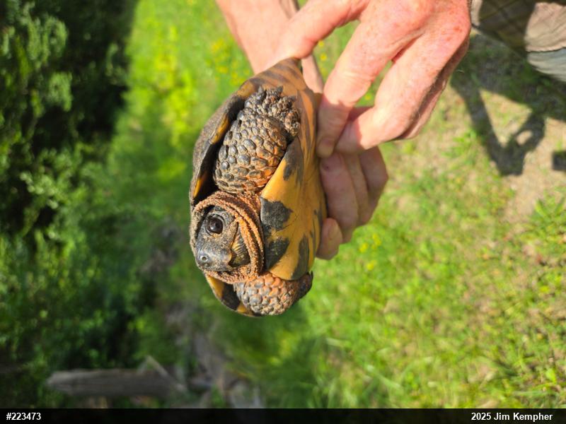 Wood Turtle
