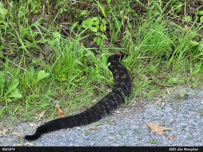 Timber Rattlesnake