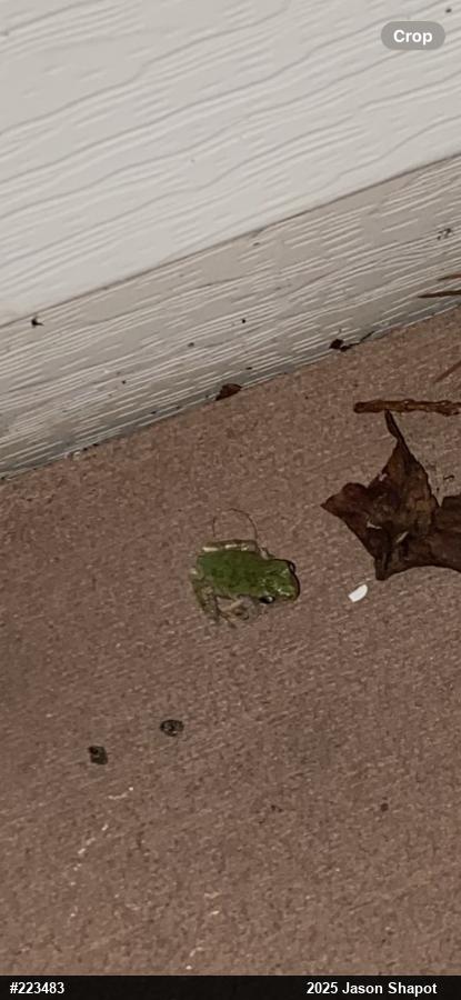Unknown Gray Treefrog