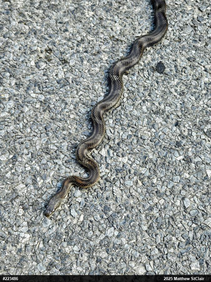 Eastern Ratsnake