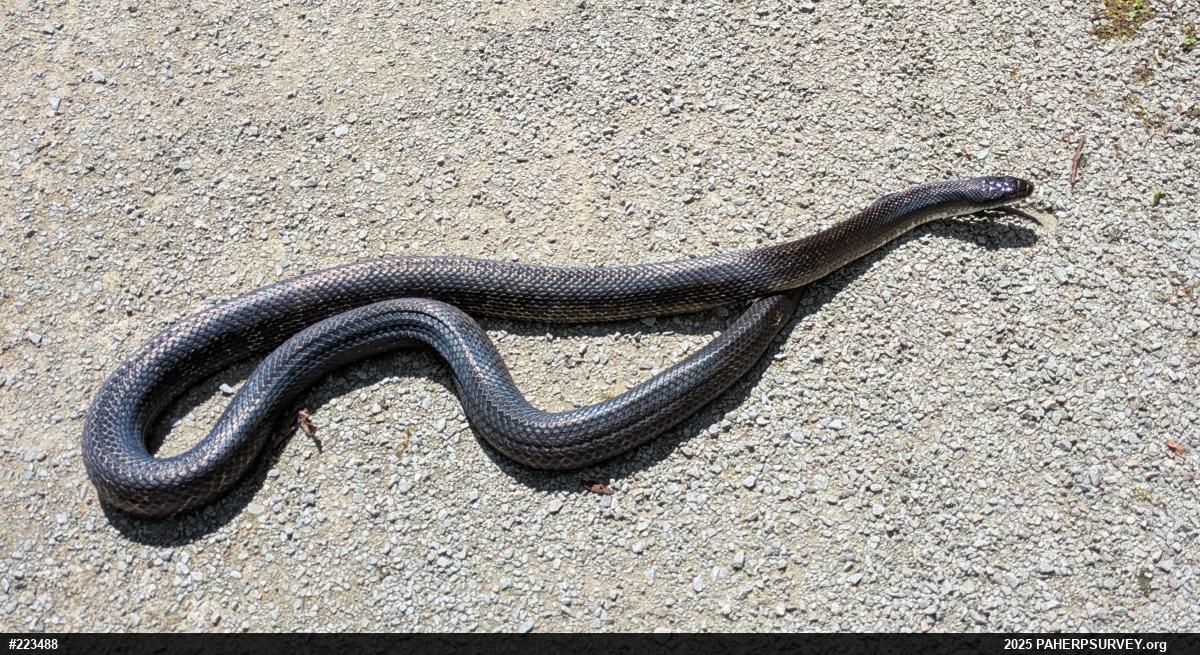 Eastern Ratsnake