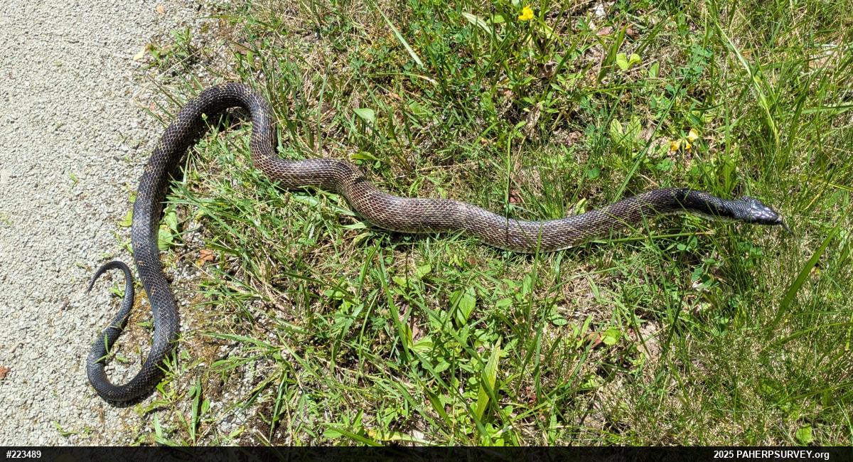 Eastern Ratsnake