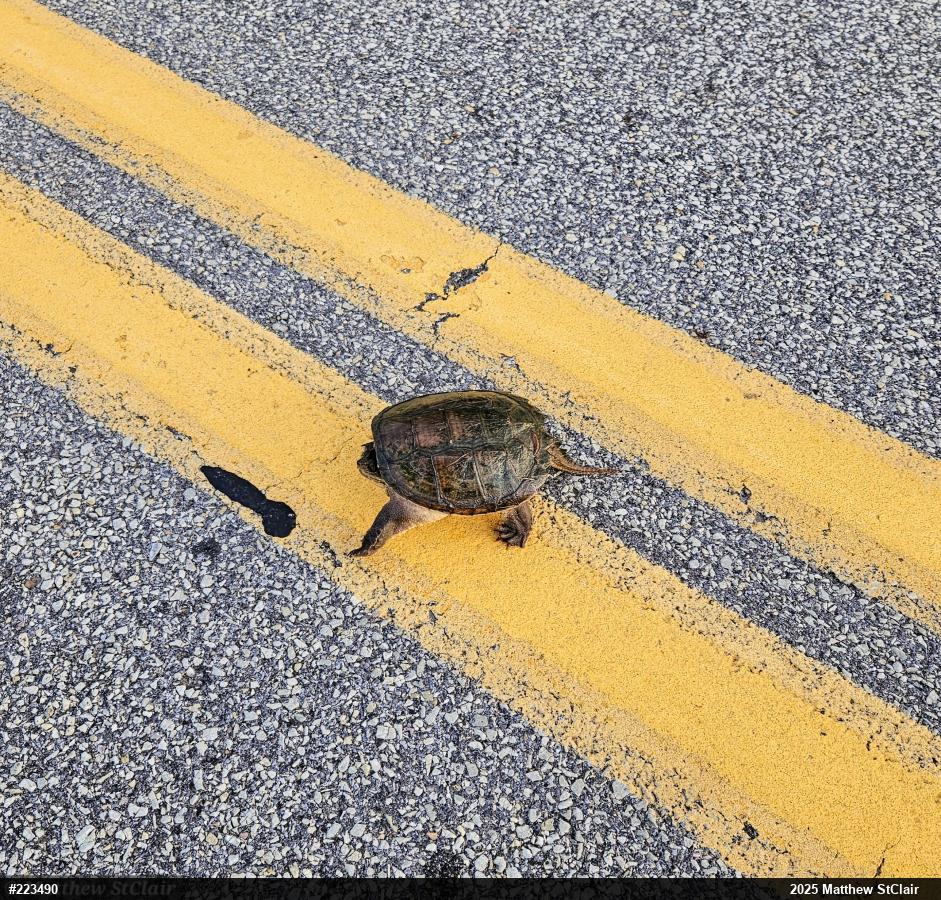 Snapping Turtle