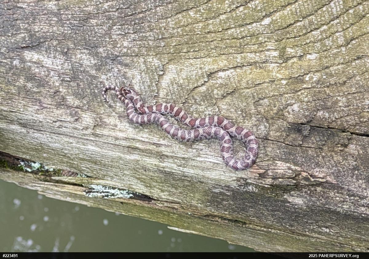 Eastern Milksnake