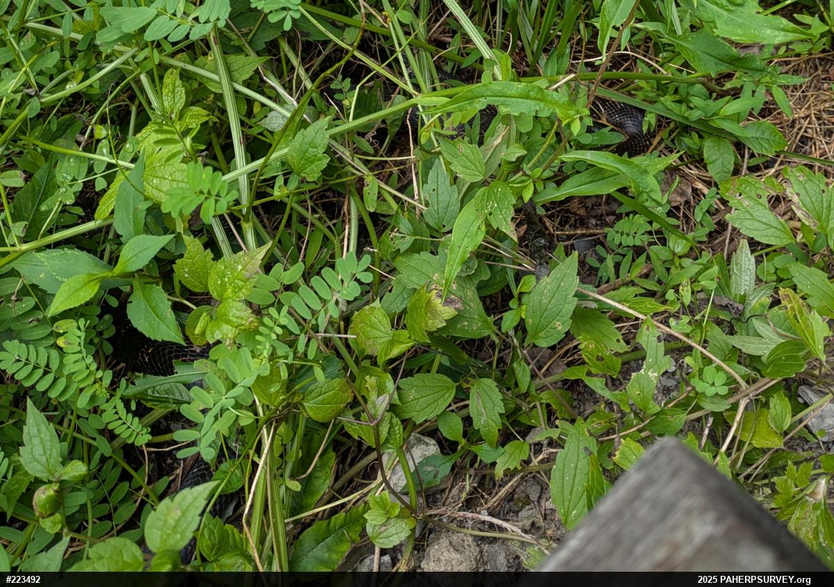 Eastern Ratsnake