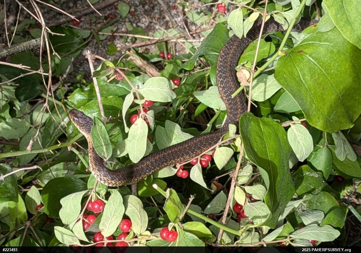 Eastern Gartersnake