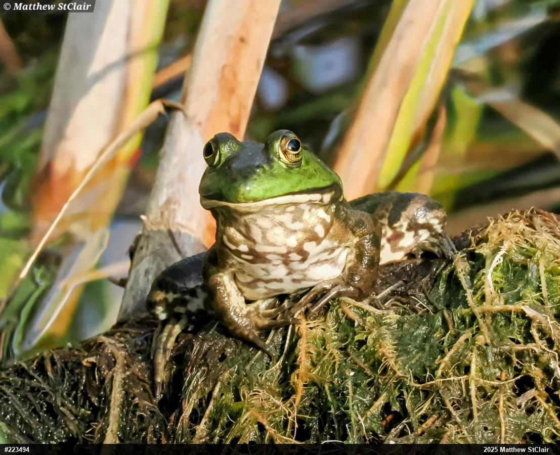 American Bullfrog
