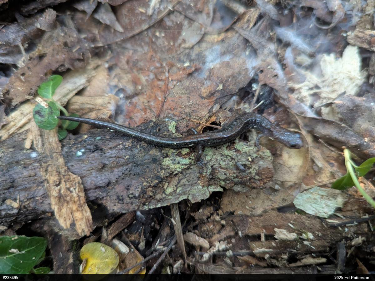 Eastern Red-backed  Salamander