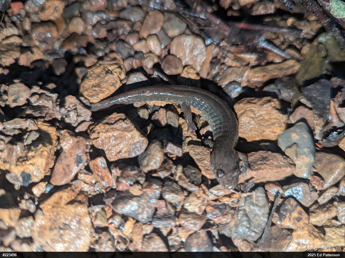 Northern Dusky Salamander