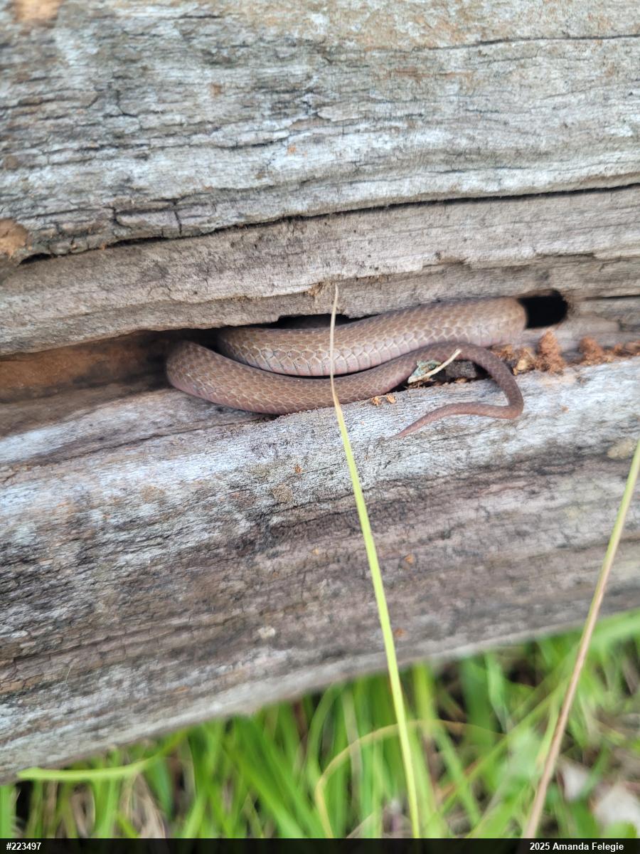 Red-bellied Snake