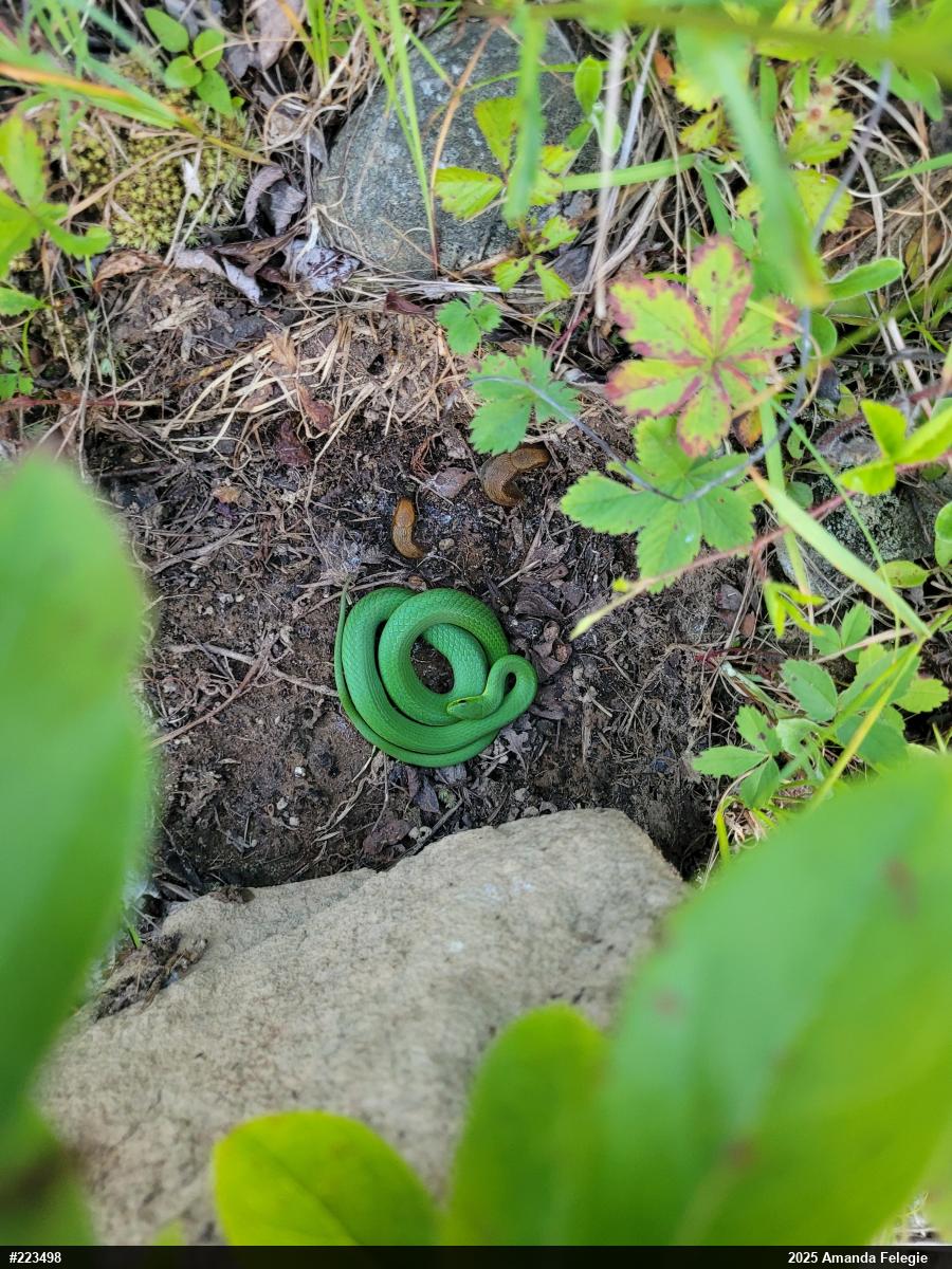 Smooth Greensnake
