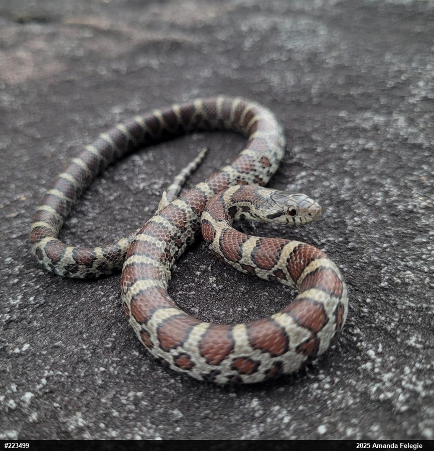Eastern Milksnake