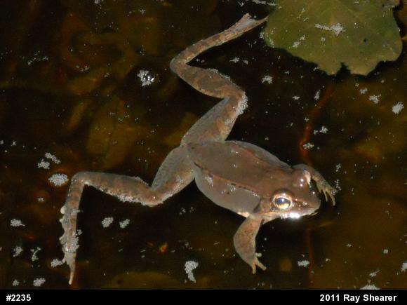Wood Frog