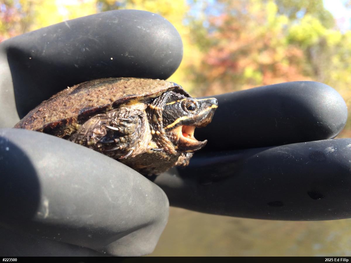 Eastern Musk Turtle