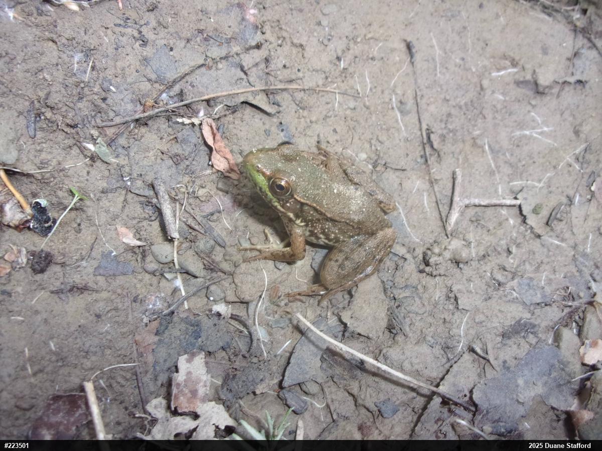 Green Frog