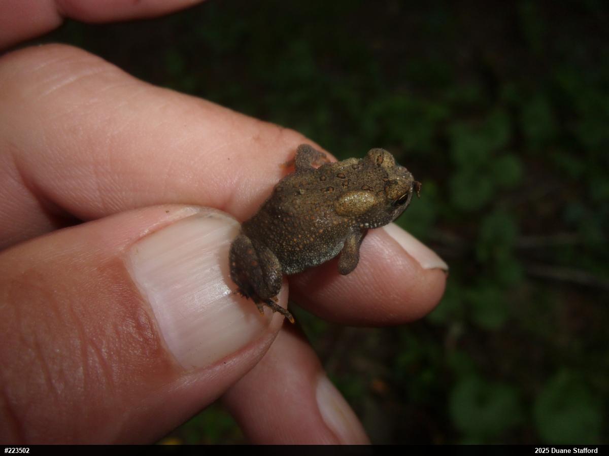 Eastern American Toad