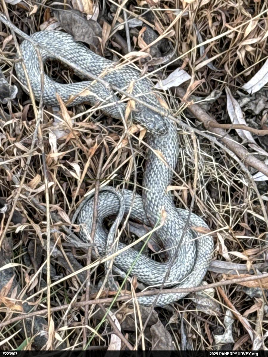 Northern Watersnake