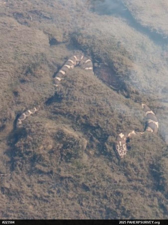 Northern Watersnake