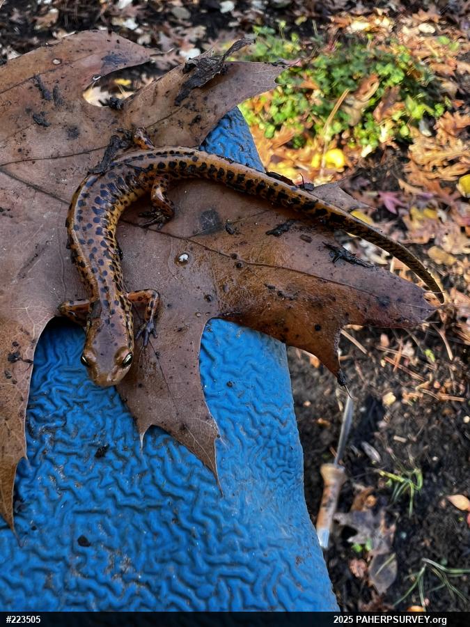 Eastern Long-tailed Salamander