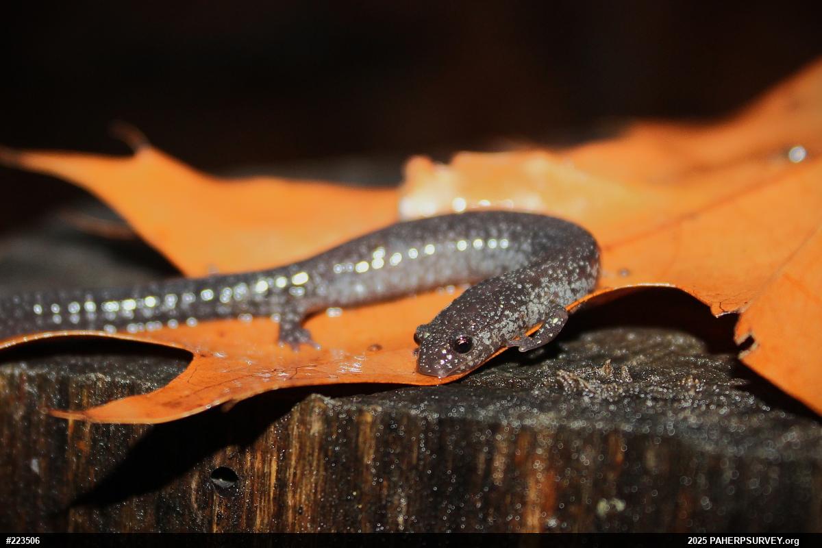 Northern Ravine Salamander