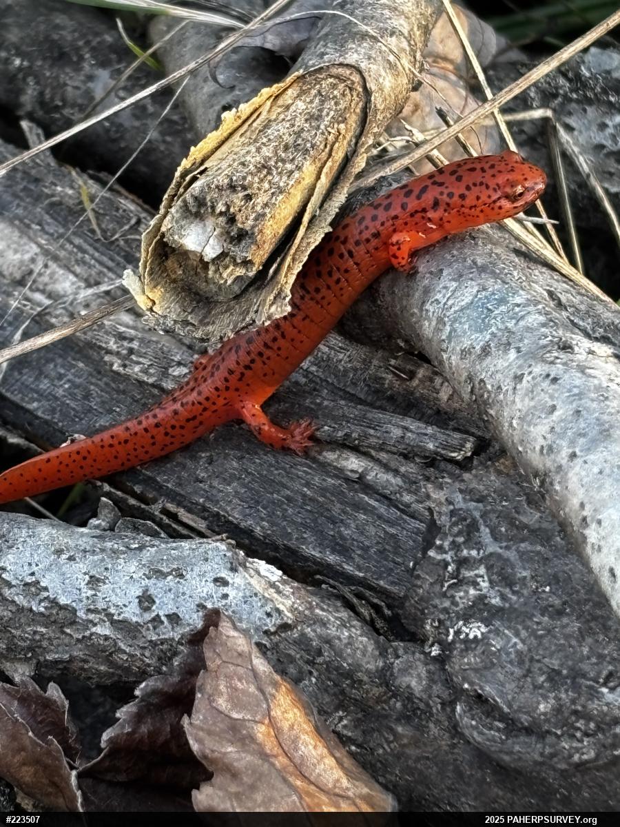 Northern Red Salamander