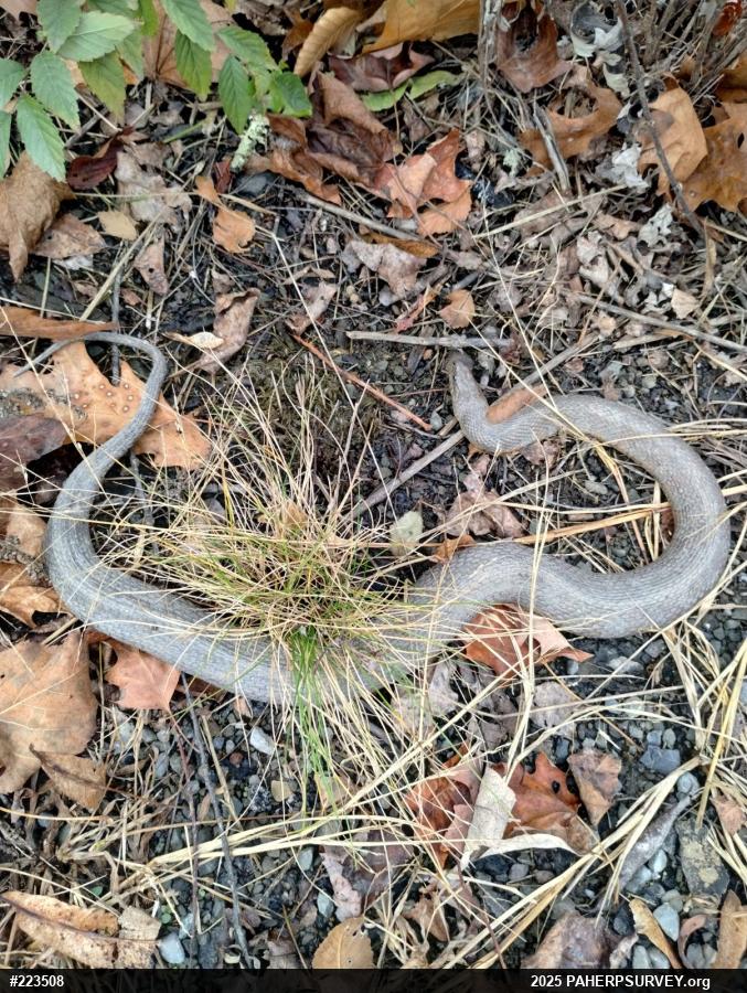 Northern Watersnake