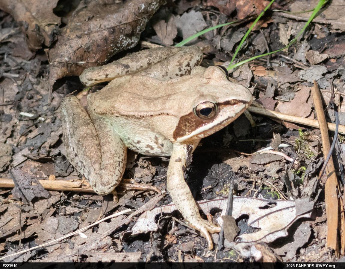 Wood Frog