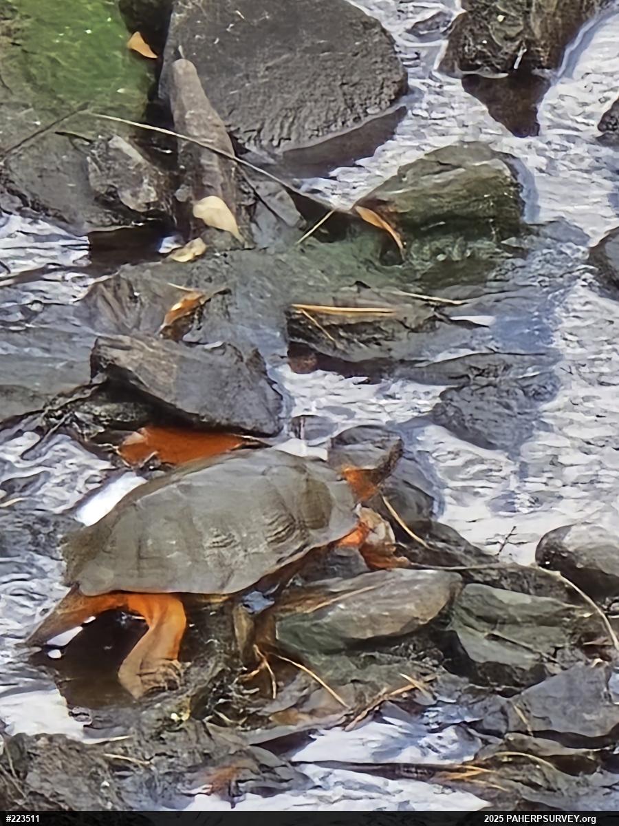 Wood Turtle