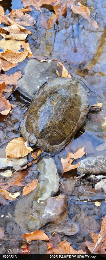 Wood Turtle
