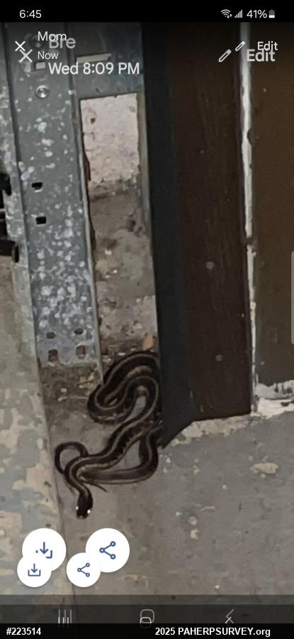 Eastern Gartersnake