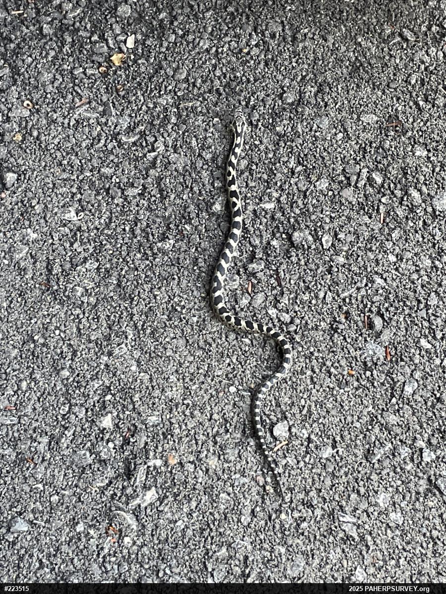Eastern Ratsnake