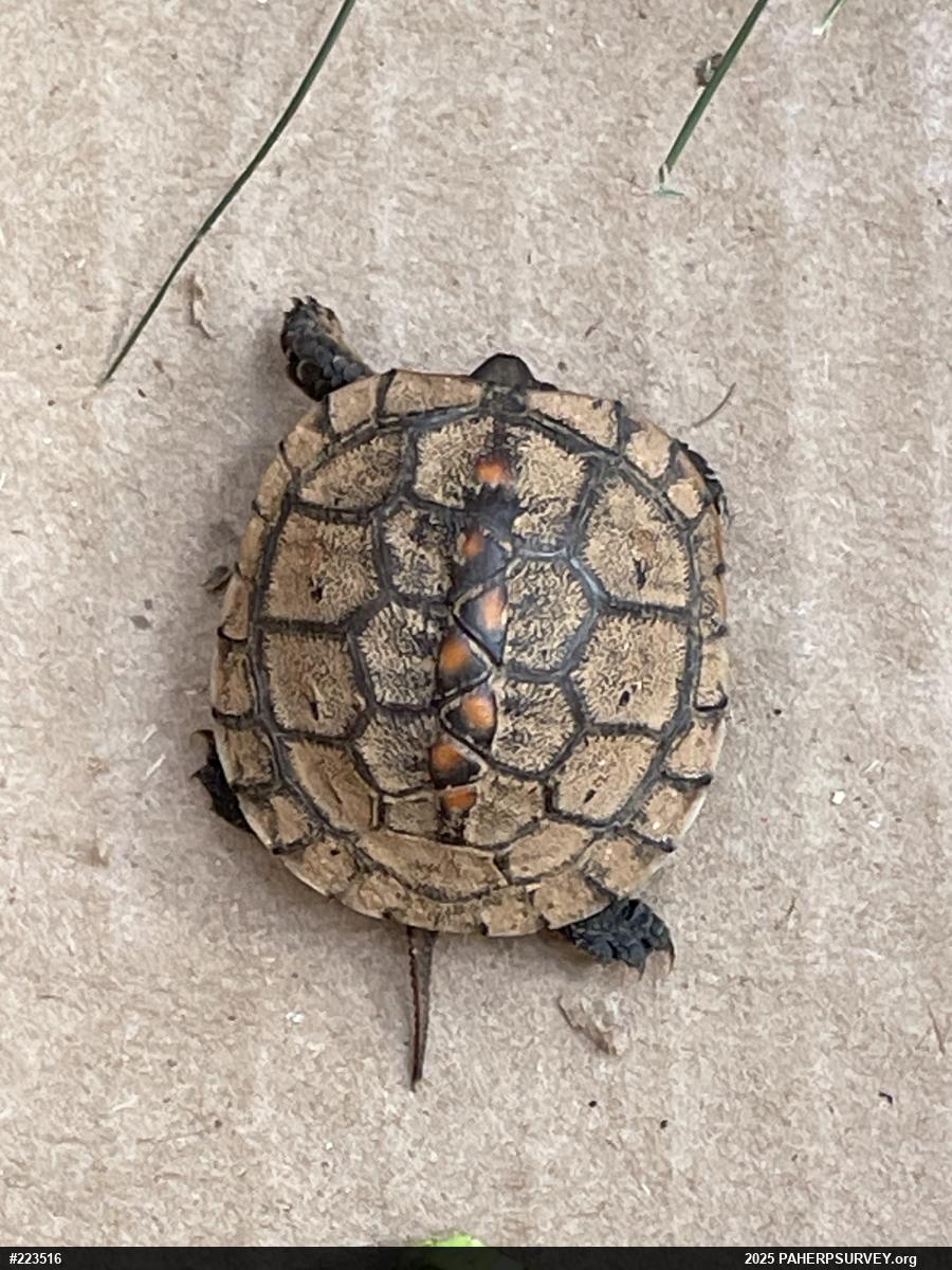 Eastern Box Turtle