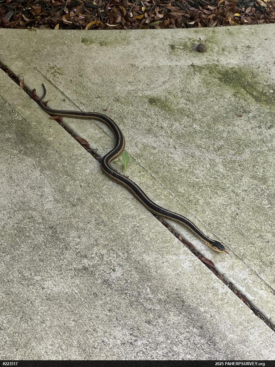 Eastern Gartersnake