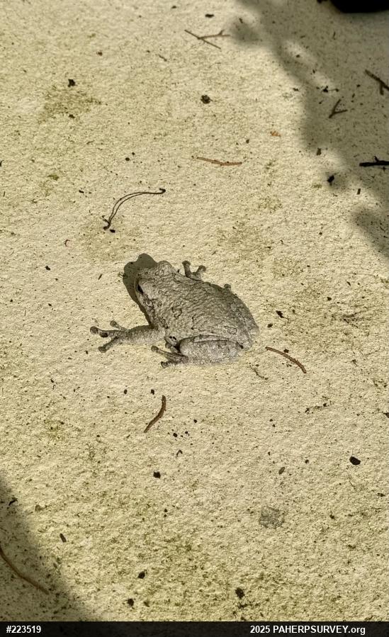 Unknown Gray Treefrog