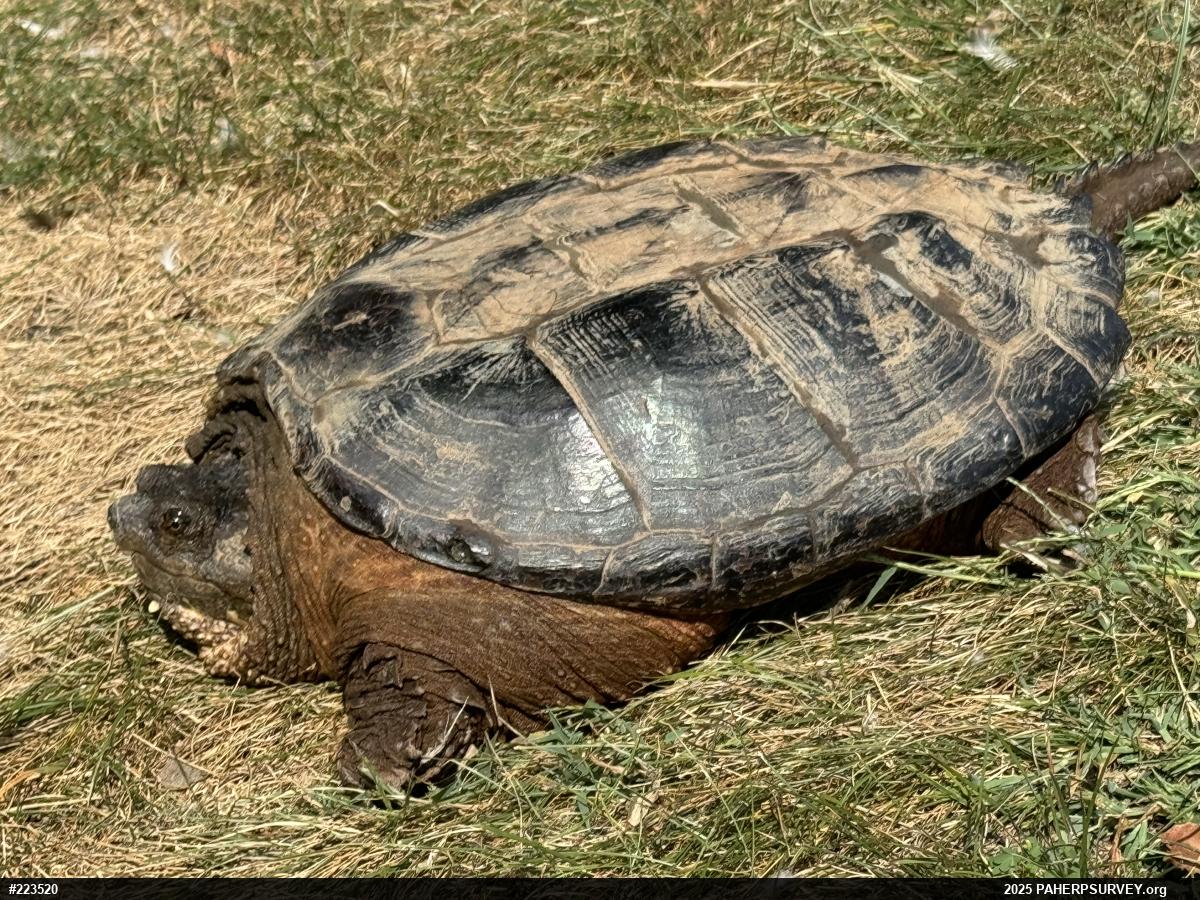 Snapping Turtle