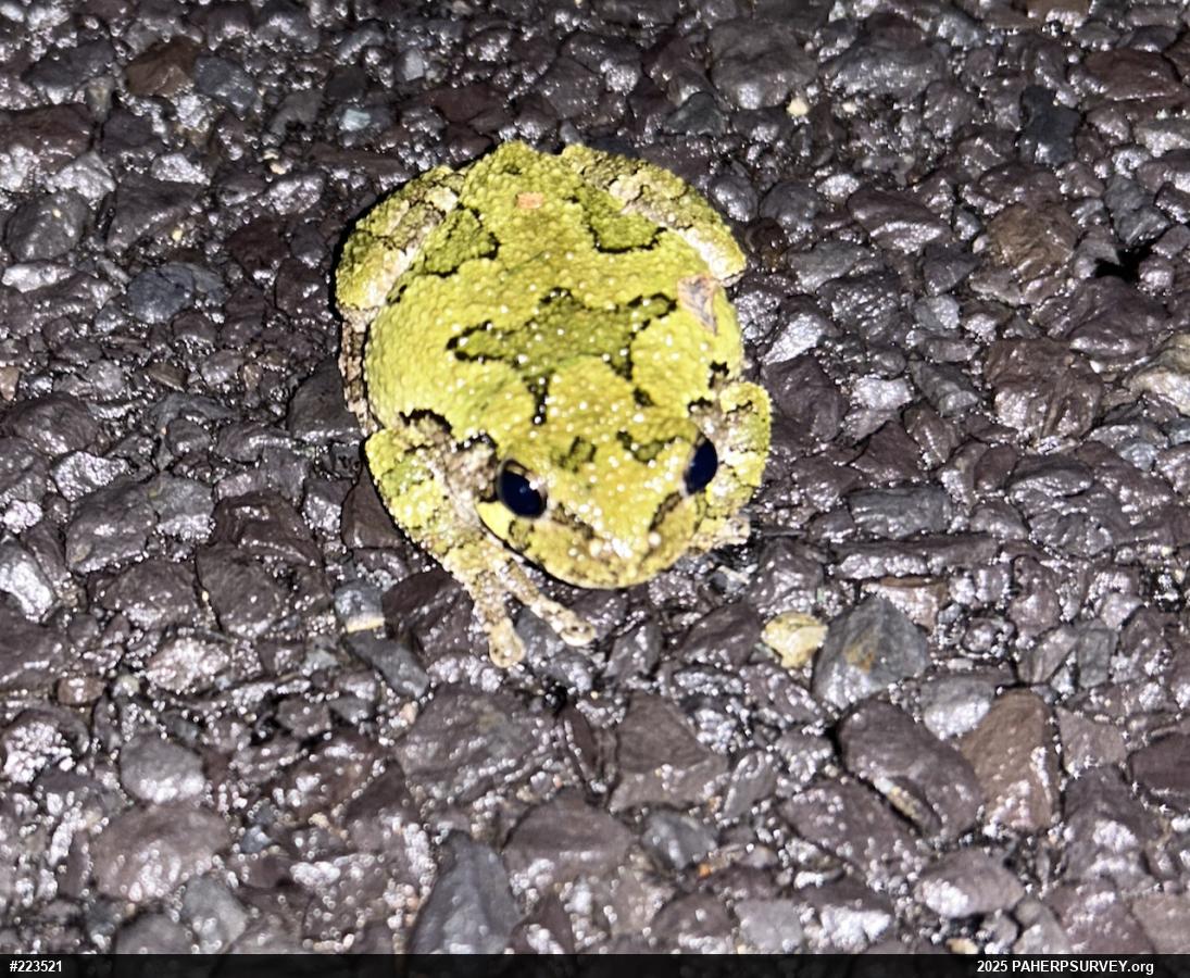 Unknown Gray Treefrog