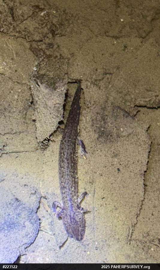 Northern Red Salamander